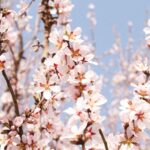 a bunch of pink flowers are blooming on a tree